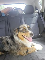 Found/Stray Male Dog last seen New bridge they are building , Oliver Springs, TN 37840