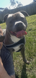 Lost Male Dog last seen RSL noble park, Noble Park, VIC 3174
