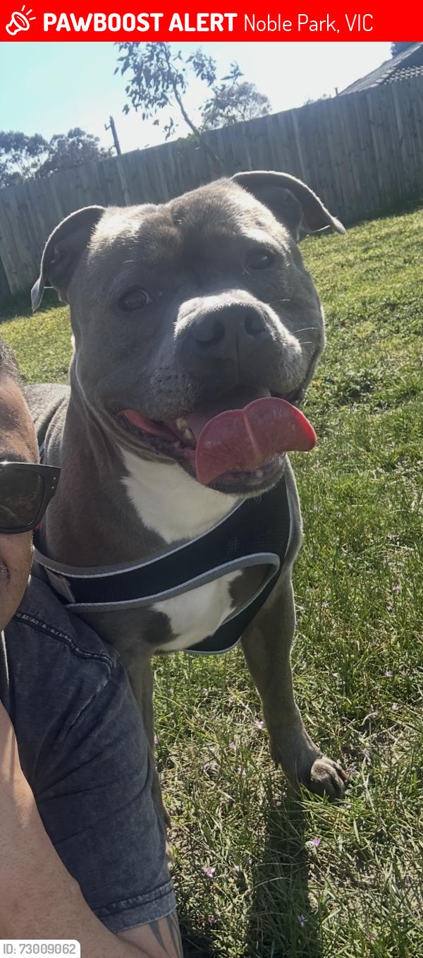Lost Male Dog last seen RSL noble park, Noble Park, VIC 3174