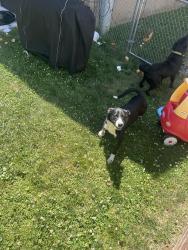 Reunited Male Dog last seen Parkview Rd and Goodford Rd, Philadelphia, PA 19154