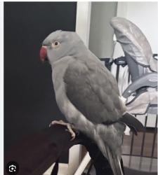 Lost Male Bird last seen Near and Okochobee blvd, Royal Palm Beach, FL 33411