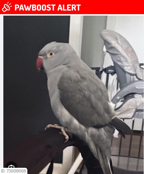 Lost Male Bird last seen Near and Okochobee blvd, Royal Palm Beach, FL 33411