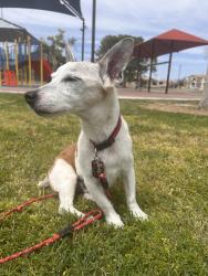 Lost Female Dog last seen Cherry Hills/marietta , Menifee, CA 92586