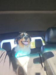 Reunited Male Dog last seen West haven elementary school , West Haven, UT 84401