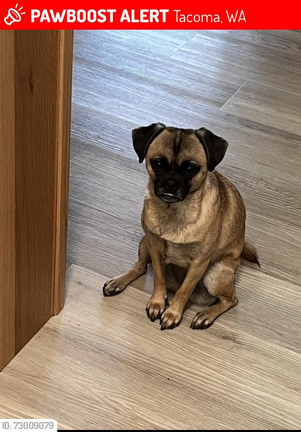 Lost Female Dog last seen 21st and N Anderson St. , Tacoma, WA 98406