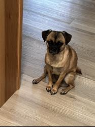 Lost Female Dog last seen 21st and N Anderson St. , Tacoma, WA 98406
