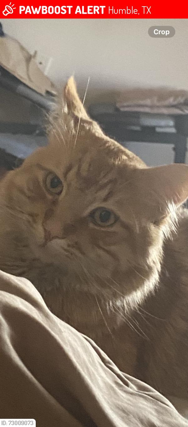 Lost Male Cat last seen Near Skippers Helm, Humble, TX 77346