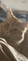 Lost Male Cat last seen Near Skippers Helm, Humble, TX 77346