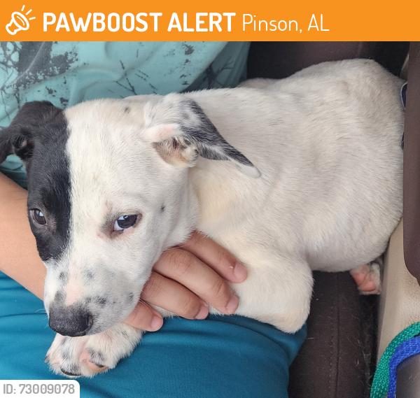 Found/Stray Male Dog last seen Bridle path lane, Pinson, AL 35126