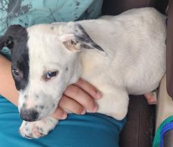 Found/Stray Male Dog last seen Bridle path lane, Pinson, AL 35126