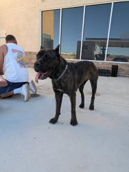 Found/Stray Female Dog last seen Arco off 395 exit, Hesperia, CA 92340