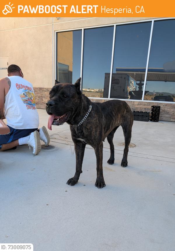 Found/Stray Female Dog last seen Arco off 395 exit, Hesperia, CA 92340