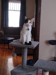 Lost Female Cat last seen Near n 9 street, Saint Joseph, MO 64501