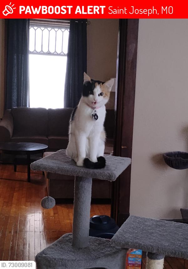 Lost Female Cat last seen Near n 9 street, Saint Joseph, MO 64501