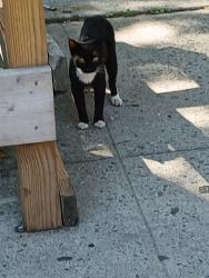 Found/Stray Unknown Cat last seen Winthrop and Rutland, Brooklyn, NY 11212