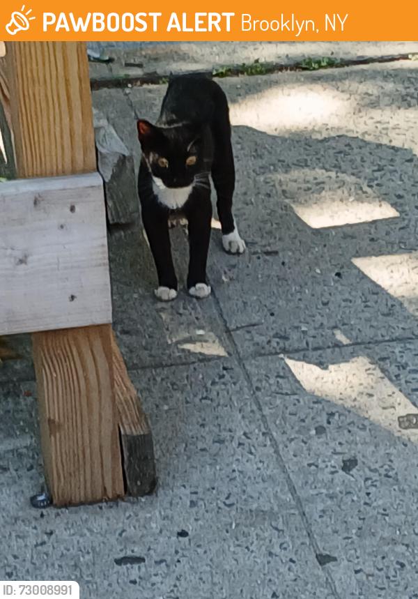 Found/Stray Unknown Cat last seen Winthrop and Rutland, Brooklyn, NY 11212