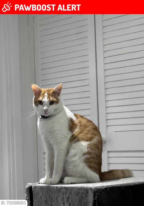 Lost Male Cat last seen Commercial road, Greater London, England E1 0HQ