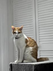 Lost Male Cat last seen Commercial road, Greater London, England E1 0HQ