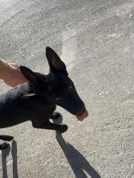 Reunited Male Dog last seen Antelope and craig, Menifee, CA 92584