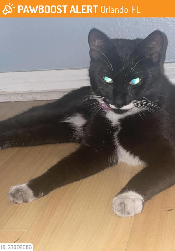 Found/Stray Unknown Cat last seen The Sanctuary, Orlando, FL 32825