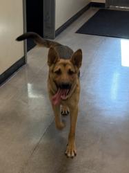 Reunited Male Dog last seen San Bernardino Valley College , San Bernardino, CA 92410
