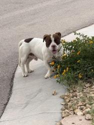 Found/Stray Male Dog last seen Edna , El Paso, TX 79905