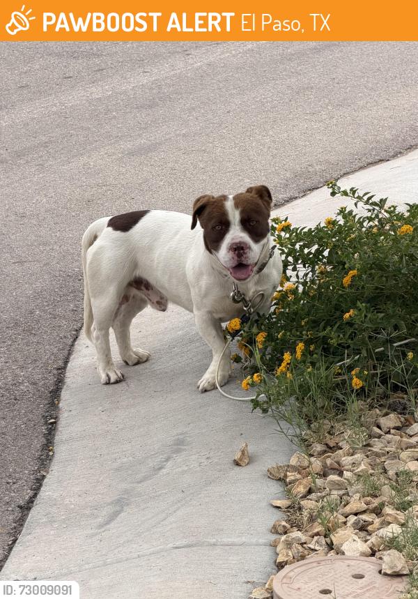 Found/Stray Male Dog last seen Edna , El Paso, TX 79905