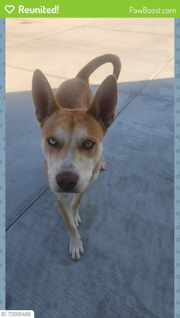 Reunited Male Dog last seen Sedgwick Avenue, Riverside, CA 92501