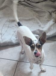 Reunited Female Dog last seen 75th ave and Indian school rd , Phoenix, AZ 85033