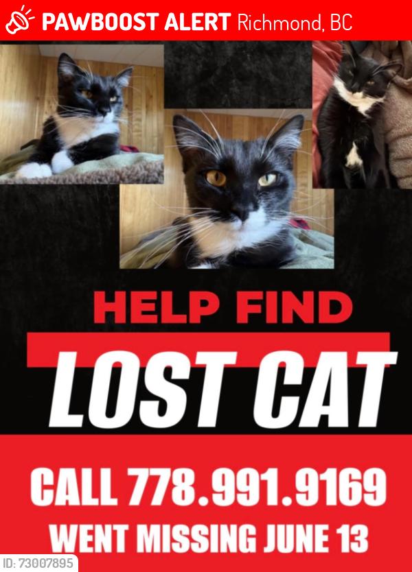 Lost Female Cat last seen No.03 road and Dyke road, Richmond, BC 