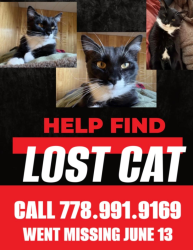 Lost Female Cat last seen No.03 road and Dyke road, Richmond, BC 
