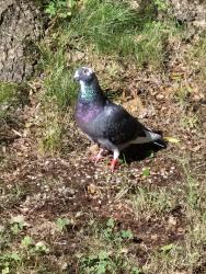 Found/Stray Unknown Bird last seen Often seen in the front yards or on the rooftops of hses near where Tiffany Avenue meets Ivy Lane and Scott Drive, River Vale, NJ 07675
