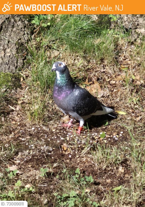 Found/Stray Unknown Bird last seen Often seen in the front yards or on the rooftops of hses near where Tiffany Avenue meets Ivy Lane and Scott Drive, River Vale, NJ 07675