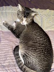 Lost Male Cat last seen Pennsylvania Avenue and walnut street , Coatesville, PA 19320