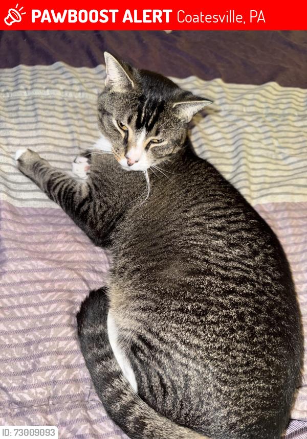 Lost Male Cat last seen Pennsylvania Avenue and walnut street , Coatesville, PA 19320