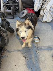 Found/Stray Female Dog last seen Hudson/Pico, Los Angeles, CA 90019
