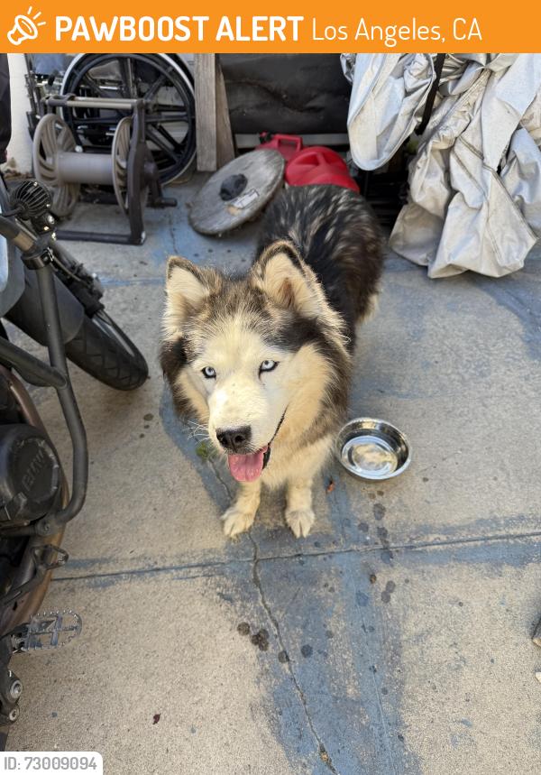 Found/Stray Female Dog last seen Hudson/Pico, Los Angeles, CA 90019