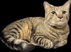 Found/Stray Unknown Cat last seen Battlefield Woods Court, Johnstown Road (Kingsbridge apmts), Chesapeake, VA 23322
