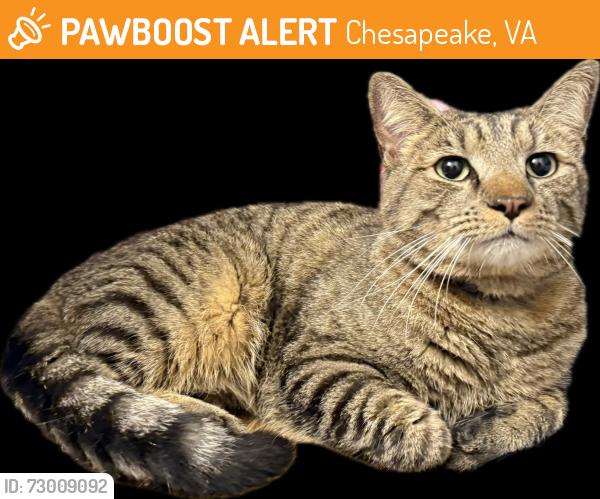 Found/Stray Unknown Cat last seen Battlefield Woods Court, Johnstown Road (Kingsbridge apmts), Chesapeake, VA 23322