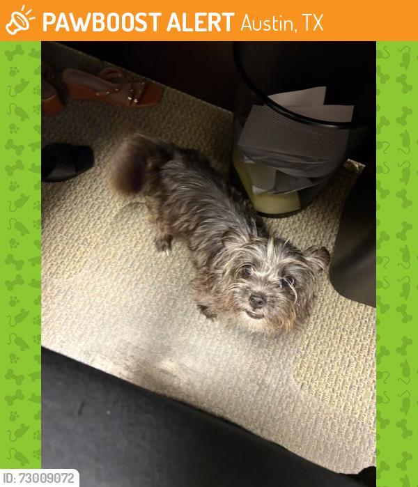 Found/Stray Female Dog last seen Parrish Lane and Yabers Court, Austin Colony, Austin, TX 78725, Austin, TX 78725