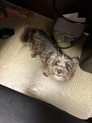 Found/Stray Female Dog last seen Parrish Lane and Yabers Court, Austin Colony, Austin, TX 78725, Austin, TX 78725