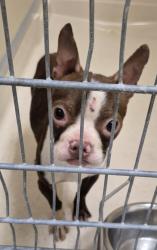 Shelter Stray Male Dog last seen Stillwell Beckett/Oxford MillvilleRd/ 177, Oxford, OH, 1820 Princeton Rd, Hamilton, OH 45011, USA