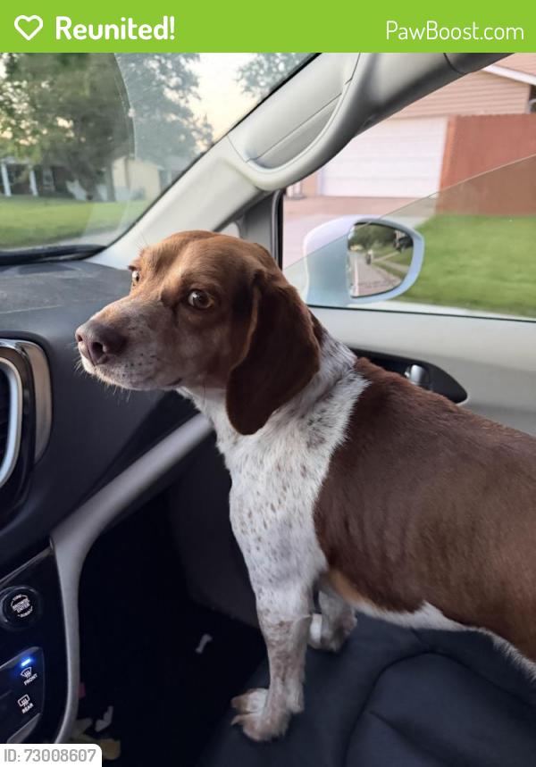 Reunited Male Dog last seen Mexico road , St. Peters, MO 63376