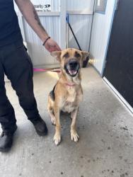 Shelter Stray Male Dog last seen E Conejo Ave & S Del Ray Ave, Kingsburg Zone Fresno CO 3 93631, CA, 1510 W Dan Ronquillo Dr, Fresno, CA 93706, USA