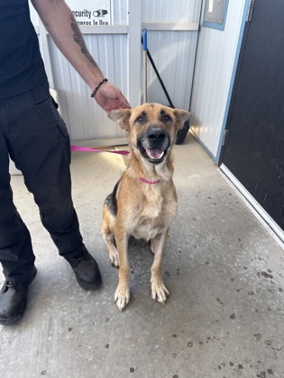 Shelter Stray Male Dog last seen E Conejo Ave & S Del Ray Ave, Kingsburg Zone Fresno CO 3 93631, CA, 1510 W Dan Ronquillo Dr, Fresno, CA 93706, USA