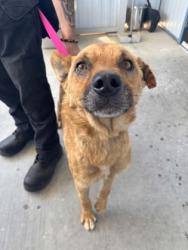 Shelter Stray Male Dog last seen E Conejo Ave & S Del Ray Ave, Kingsburg Zone Fresno CO 3 93631, CA, 1510 W Dan Ronquillo Dr, Fresno, CA 93706, USA