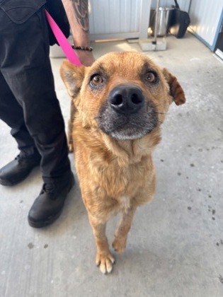 Shelter Stray Male Dog last seen E Conejo Ave & S Del Ray Ave, Kingsburg Zone Fresno CO 3 93631, CA, 1510 W Dan Ronquillo Dr, Fresno, CA 93706, USA