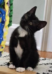 Shelter Stray Female Cat last seen Highland Ave and 30th, KCMO, 64109, 64109, MO, 7077 Elmwood Ave, Kansas City, MO 64132, USA