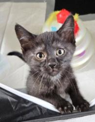 Shelter Stray Male Cat last seen Highland Ave and 30th, KCMO, 64109, 64109, MO, 7077 Elmwood Ave, Kansas City, MO 64132, USA