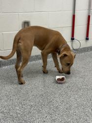 Shelter Stray Female Dog last seen Near Gardenside Ln, Knox County ASO, TN, 3201 Division St, Knoxville, TN 37919, USA